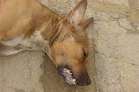 Homem mata cachorro de vizinho a tiros para defender porcos
