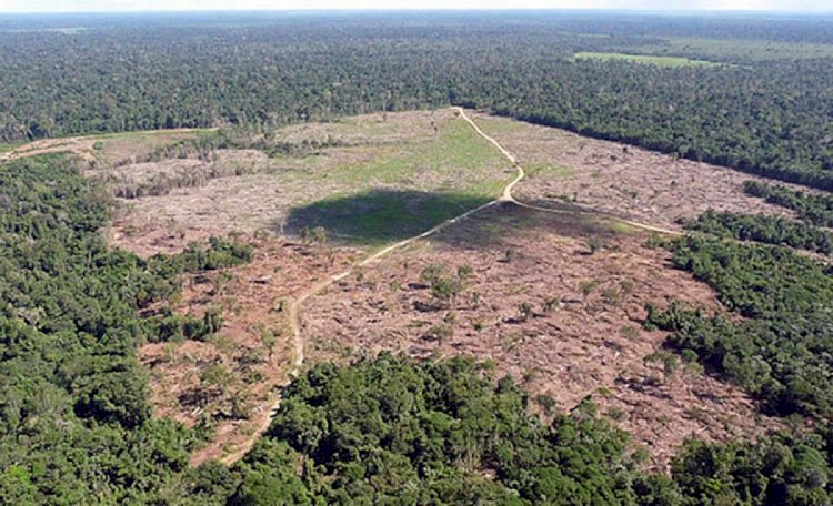 DESMATAMENTO - Mato Grosso, mais de 90% do desmate em fazendas de soja é ilegal.