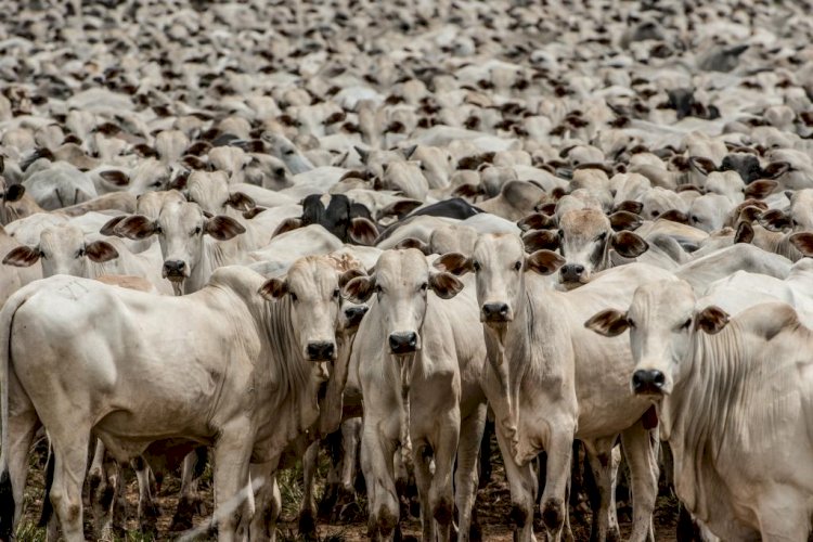 Pecuária de MT quebra novo recorde e rebanho atinge 32,7 milhões de cabeças