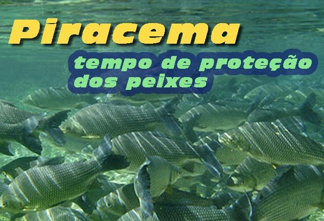 Piracema em MT começa no dia 3 de outubro, define Sema